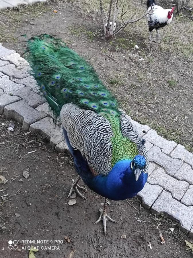SaklıBahçe Pension Cirali Exterior foto