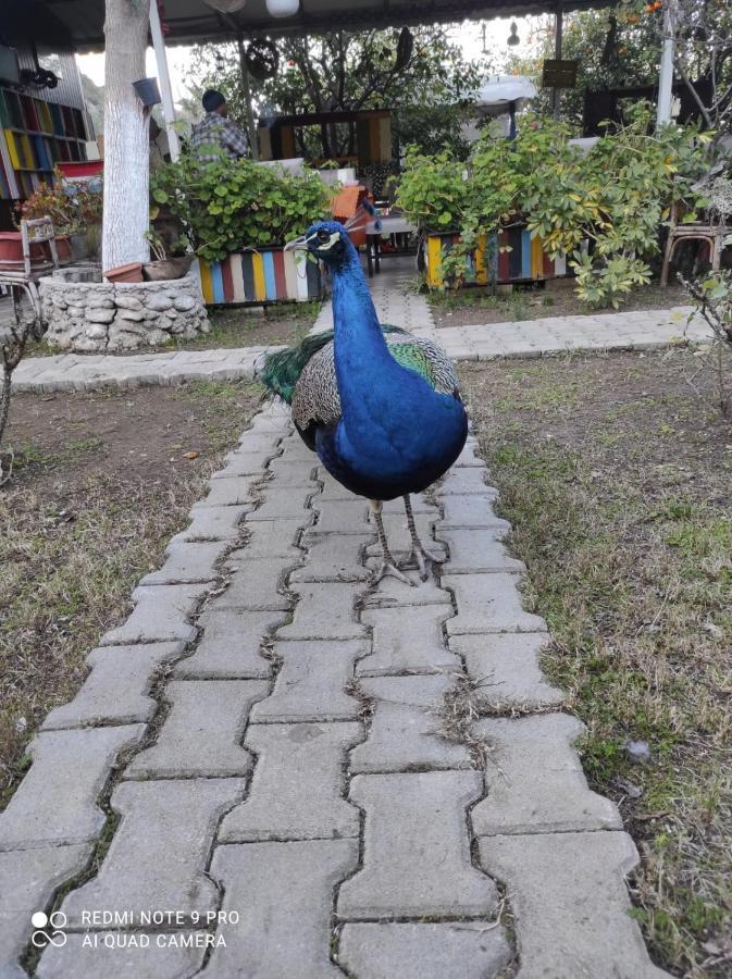 SaklıBahçe Pension Cirali Exterior foto